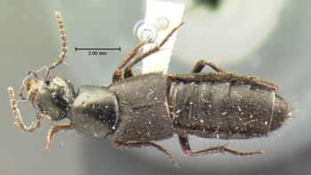 Media type: image;   Entomology 7278 Aspect: habitus dorsal view